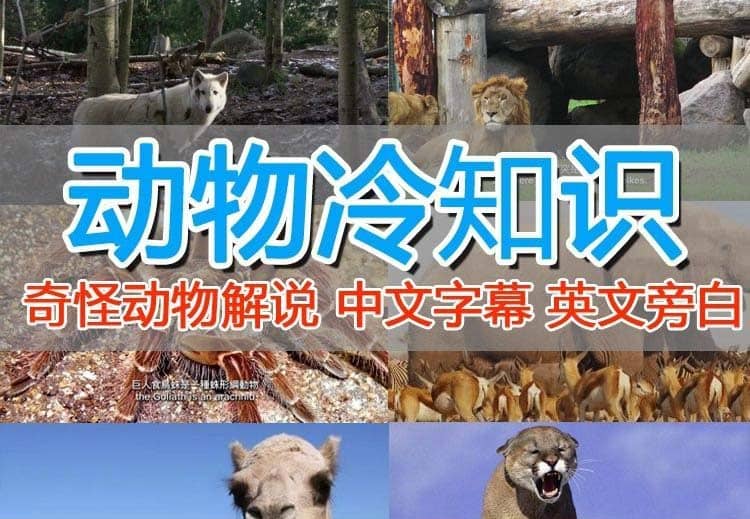外面卖1699的国外纪录片解说（动物解说、美食、动画片）稳过中视频-创想网